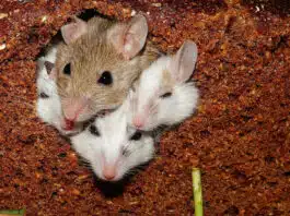 Se débarrasser des rats et des souris : conseils d’un expert en dératisation… Se débarrasser des rats et des souris : conseils d'un expert en dératisation...