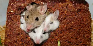 Se débarrasser des rats et des souris : conseils d'un expert en dératisation...