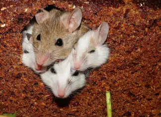 Se débarrasser des rats et des souris : conseils d'un expert en dératisation...