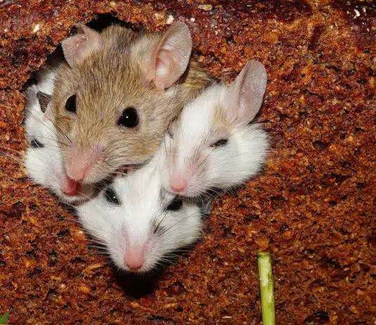 Se débarrasser des rats et des souris : conseils d'un expert en dératisation...